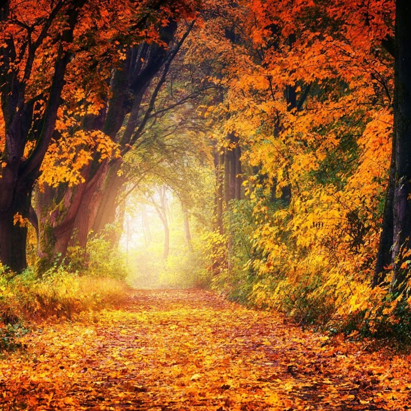 Prédica Cristiana: El Camino a Emaús