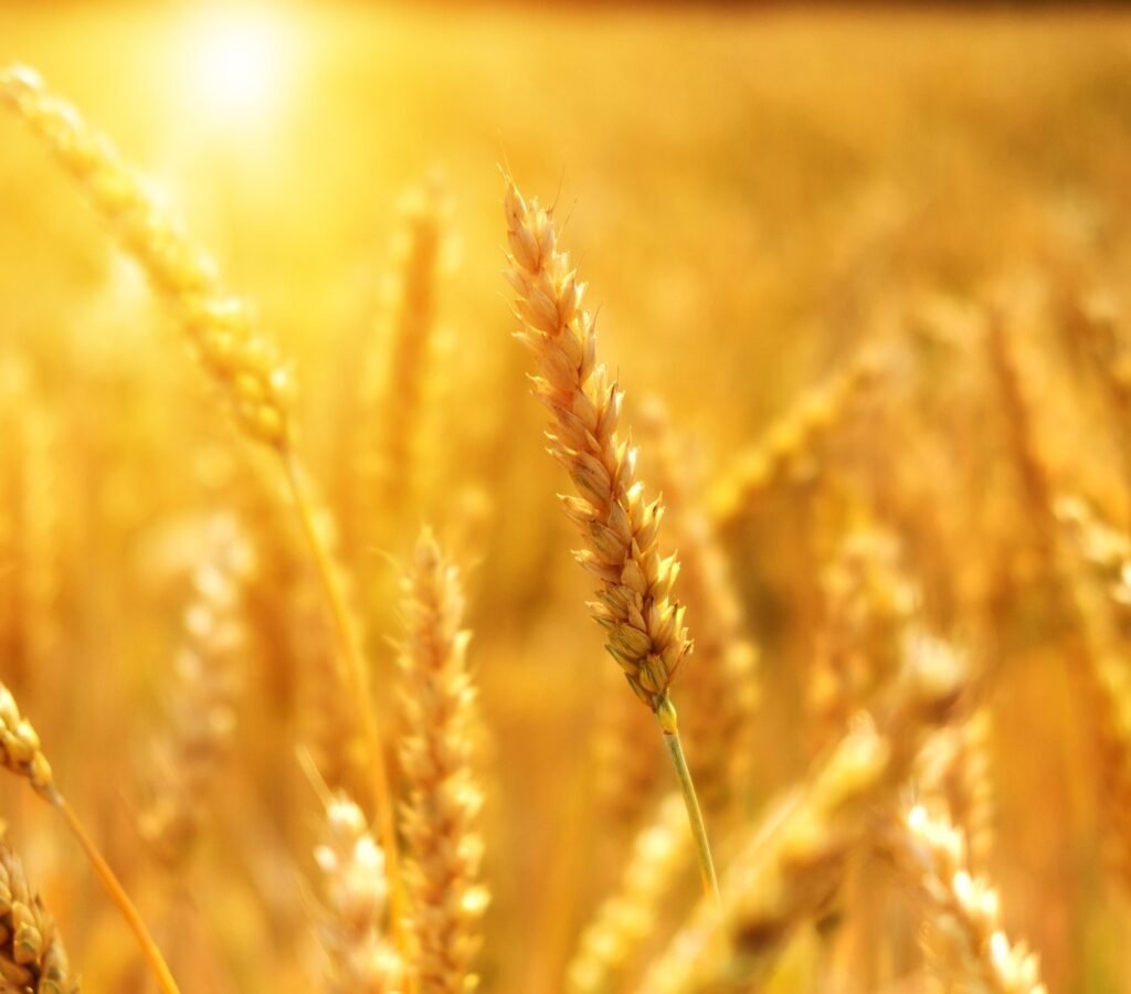 Prédica Cristiana: El Trigo y la Cizaña